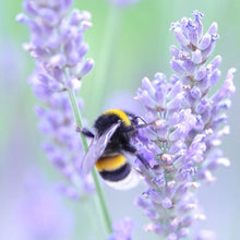 Load image into Gallery viewer, Cloister Honey Whipped Lavender
